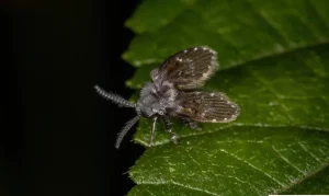 Photo d'un moucheron psychodidae en gros plan.