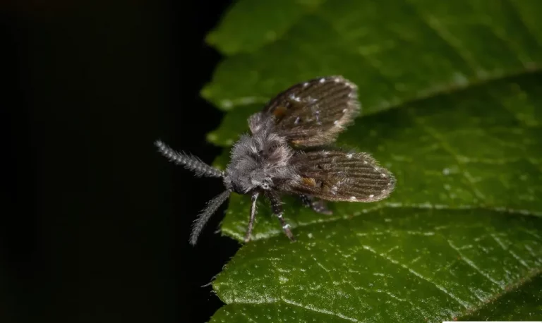 Photo d'un moucheron psychodidae en gros plan.