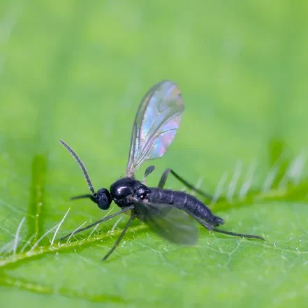 Photo d'un moucheron de plante sur une feuille : sciaridae.