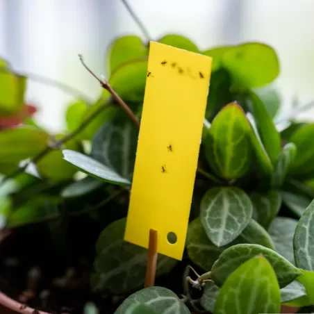 Photo d'une plante avec un piège à moucheron plante.